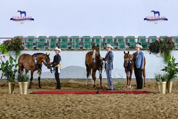 HALTER 2YO STALLIONS OPEN EC5 7049 WEB